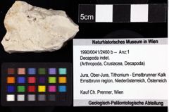 Foto (Objket + Etiketten) von Decapoda indet. 